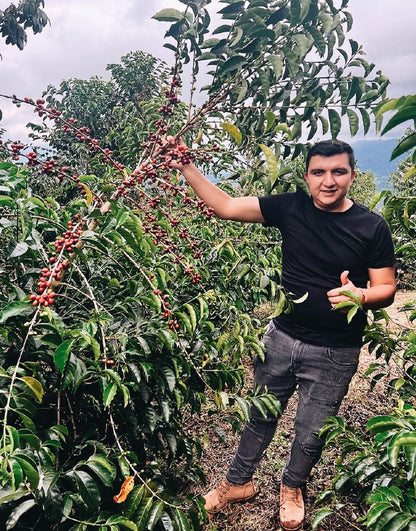 El Diviso, Colombia - Sidra, Thermal Shock Natural