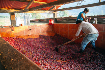 Hacienda Carmona, Guatemala Washed