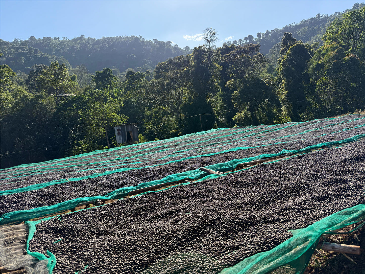 Ethiopia Danche, Chelbesa, Anaerobic Natural