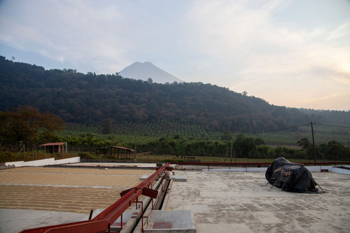 Hacienda Carmona, Guatemala Washed