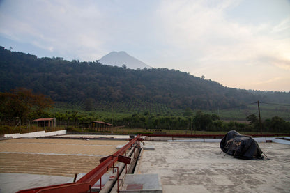 Hacienda Carmona, Guatemala Washed