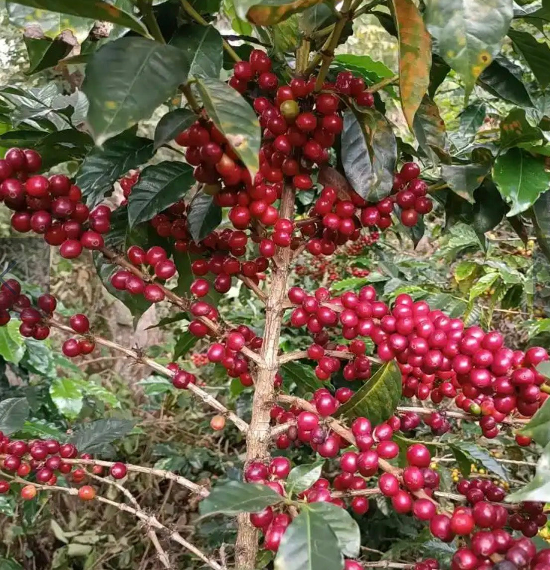 Colombia El Paseo, (Rocket Flower) Washed- Single Origin Coffee