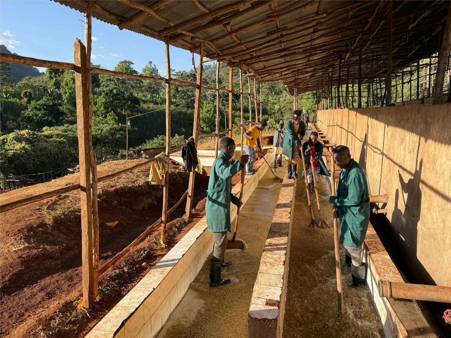 Ethiopia Danche, Chelbesa, Anaerobic Natural
