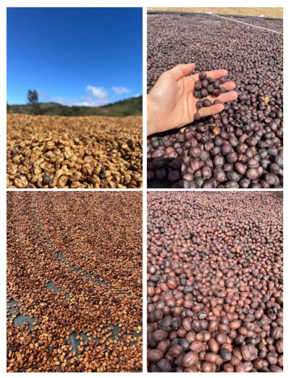 Costa Rica, Don José- Single Origin