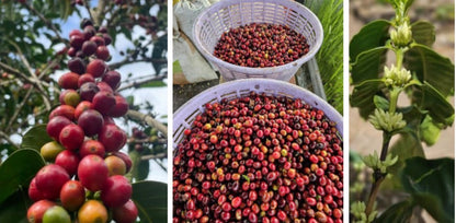 Costa Rica, Don José- Single Origin