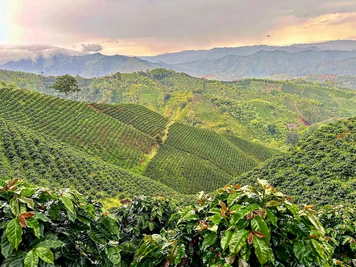 ‘Casa Amarilla’ Colombia , Anaerobic Washed