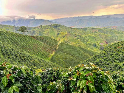 ‘Casa Amarilla’ Colombia , Anaerobic Washed