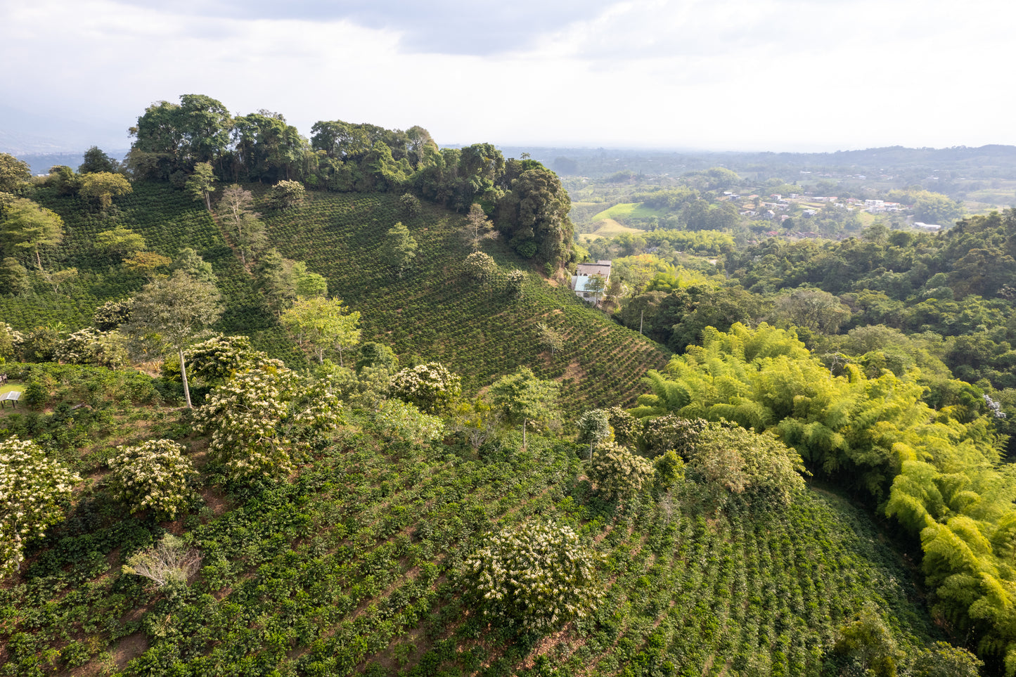 Colombia La Divisa, Washed Single Origin