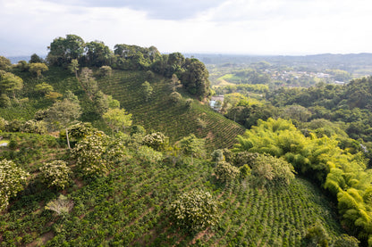 Colombia La Divisa, Washed Single Origin