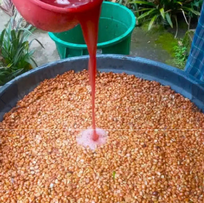 Colombia El Paseo, (Rocket Flower) Washed- Single Origin Coffee