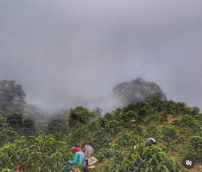 ‘Casa Amarilla’ Colombia , Anaerobic Washed