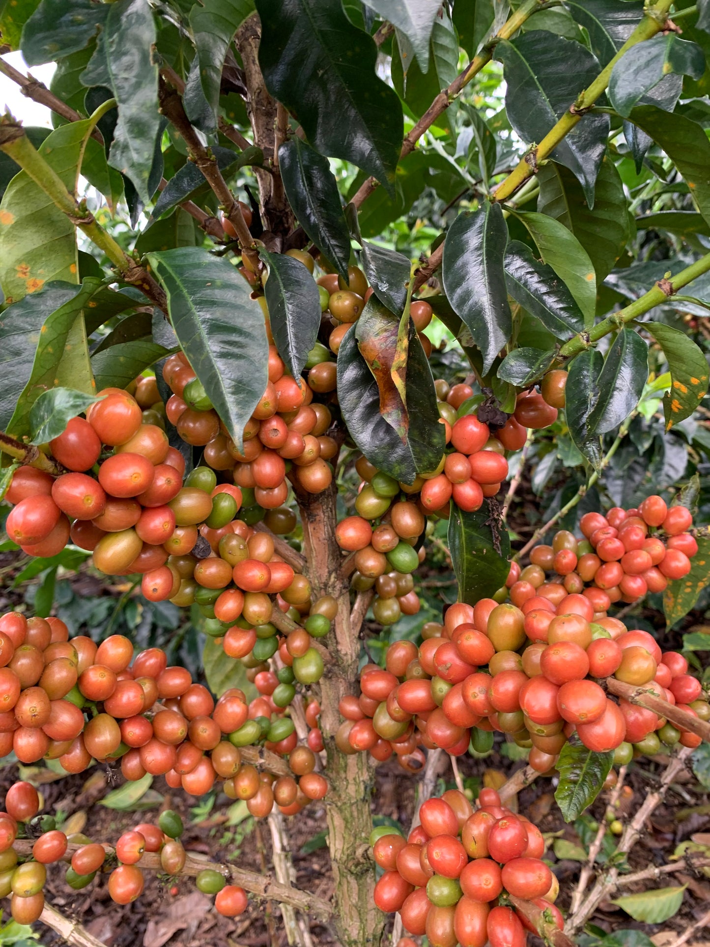 Colombia La Divisa, Washed Single Origin