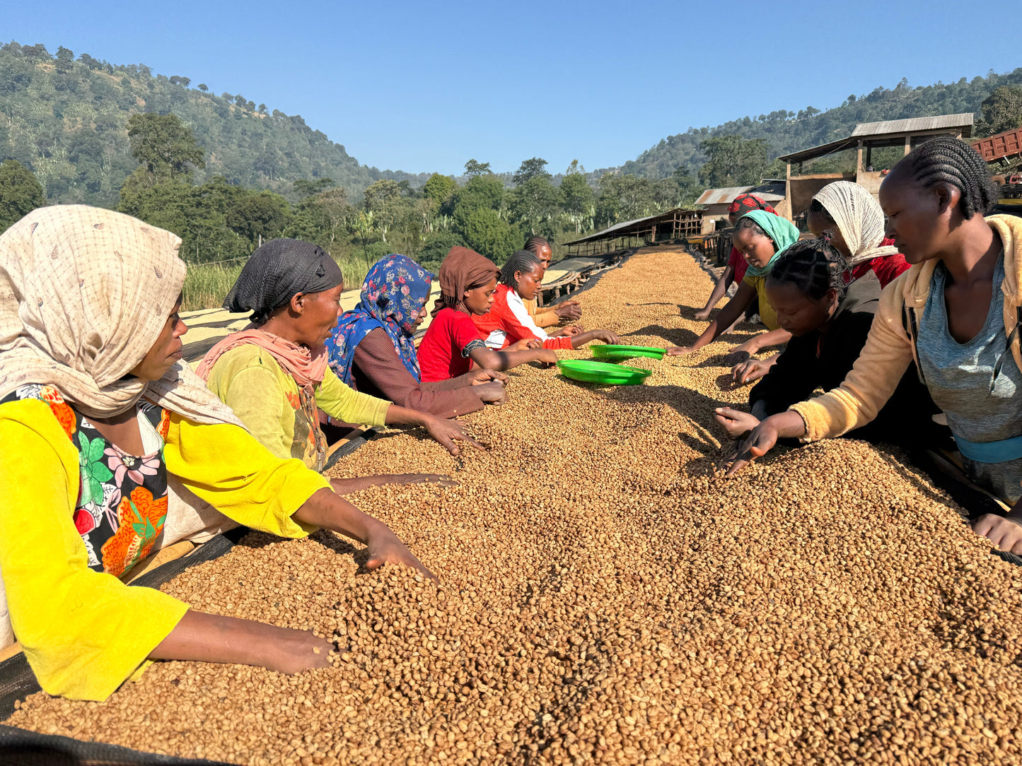 Ethiopia Danche, Chelbesa, Anaerobic Natural