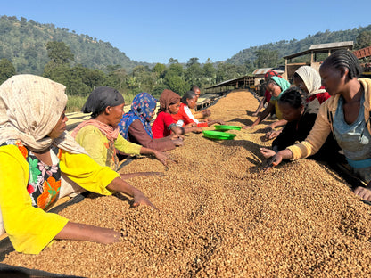 Ethiopia Danche, Chelbesa, Anaerobic Natural