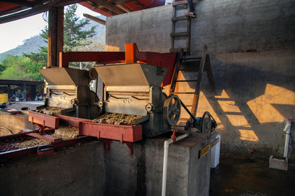 Hacienda Carmona, Guatemala Washed