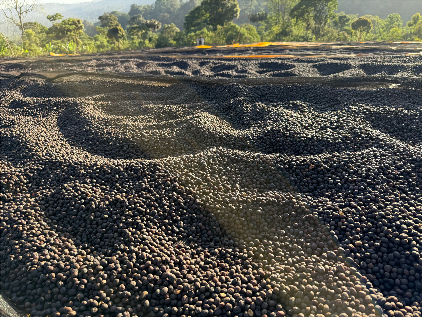 Ethiopia Danche, Chelbesa, Anaerobic Natural