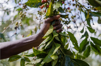 Burundi Giku Hill, Ninga, Washed Single Origin