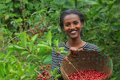 Ethiopia Lalesa, Gedeb Yirgacheffe