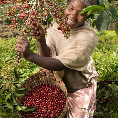 Ethiopia Lalesa, Gedeb Yirgacheffe