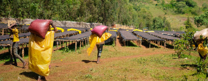 Ethiopia Lalesa, Gedeb Yirgacheffe