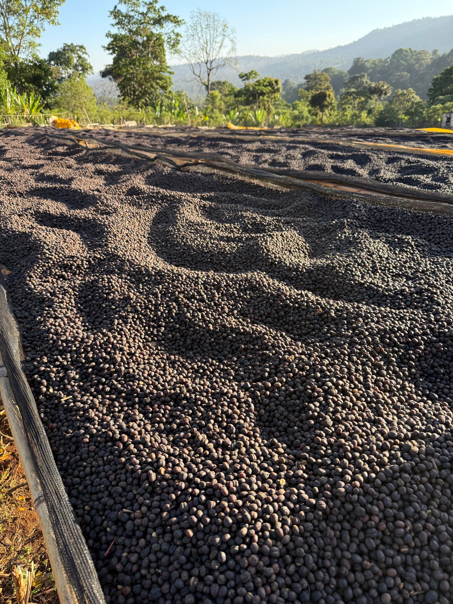 Ethiopia Moki Gotiti, Gedeb, Natural