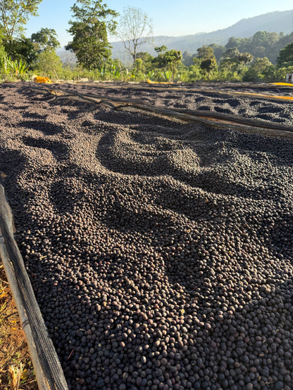 Ethiopia Moki Gotiti, Gedeb, Natural