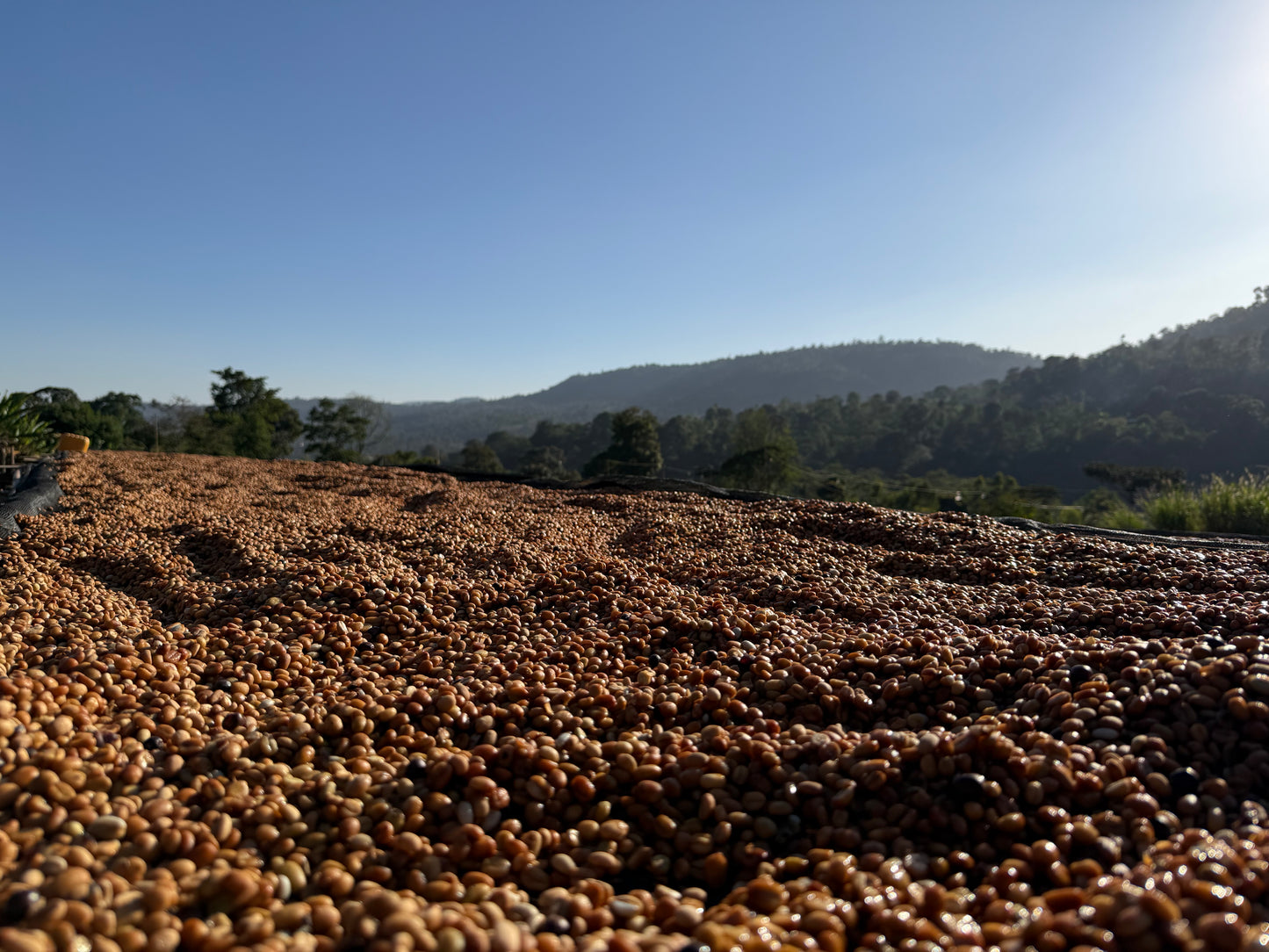 Ethiopia Moki Gotiti, Gedeb, Natural
